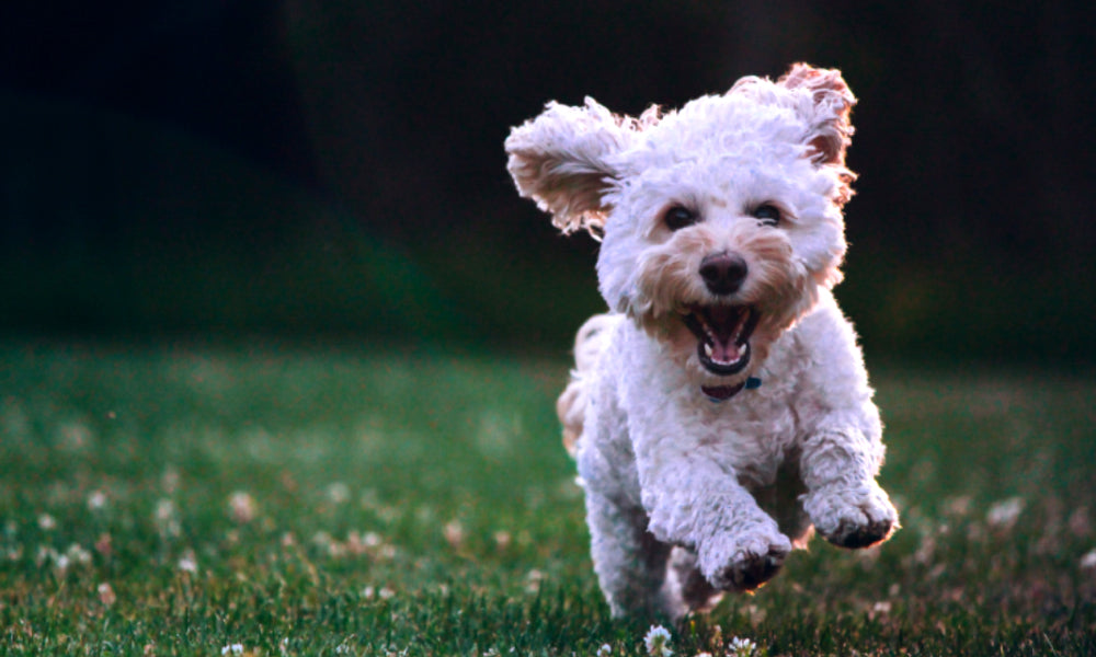 Hidden Powers of ‘Puppy Love’: 3 Amazing Lessons Animals Teach Us