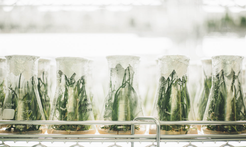 New Science Reveals Amazing Benefits of Plant Based Diets